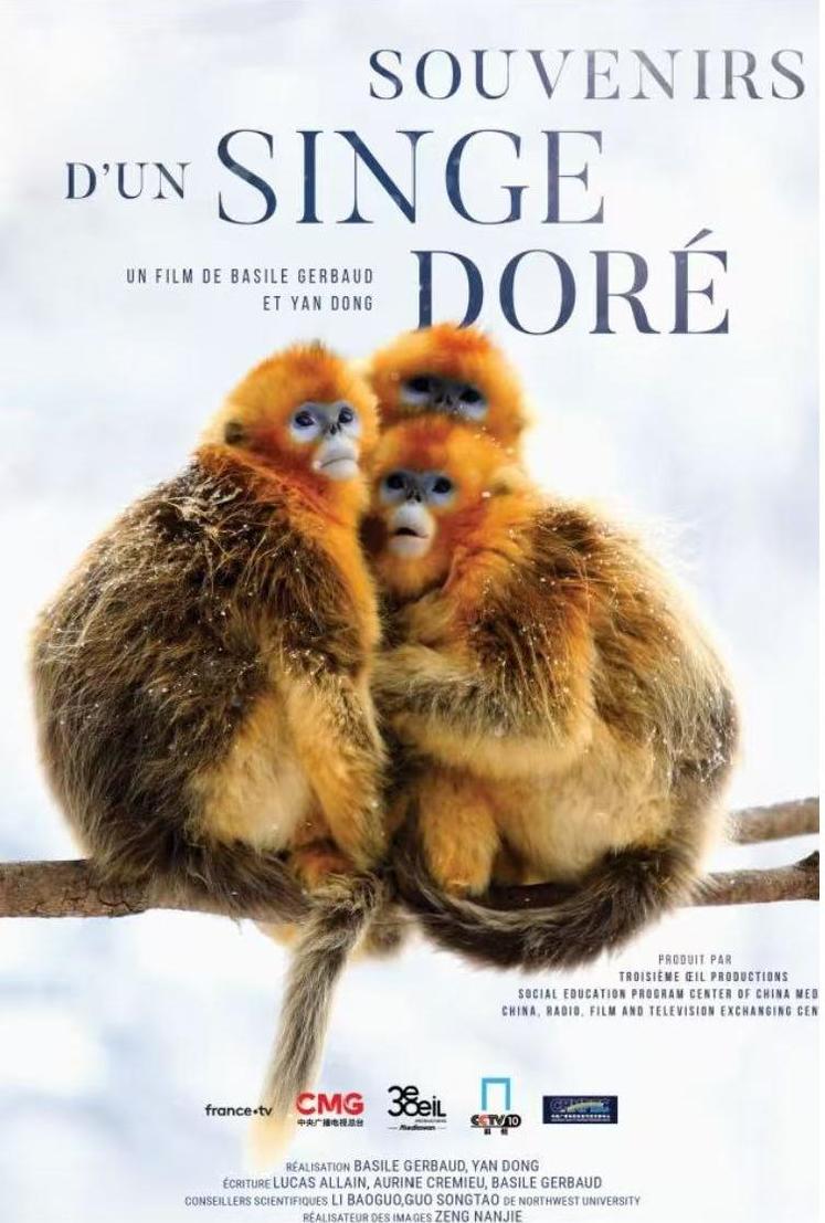 《金丝猴回忆录》